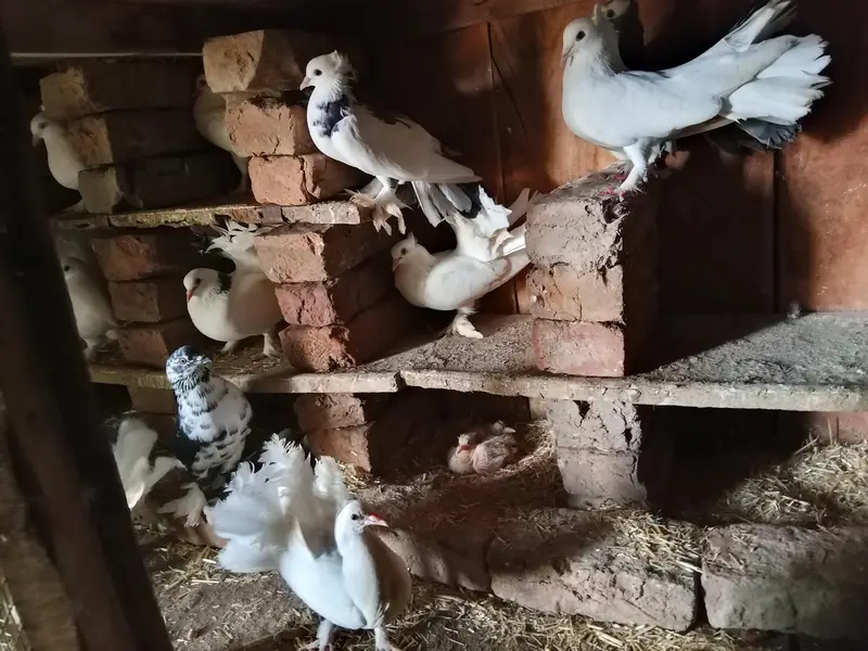 CAGE FOR PIGEONS  HENS AND PERROTS WITH 6 PAIR OF FANCY LAKKA PIGEON — photo 4