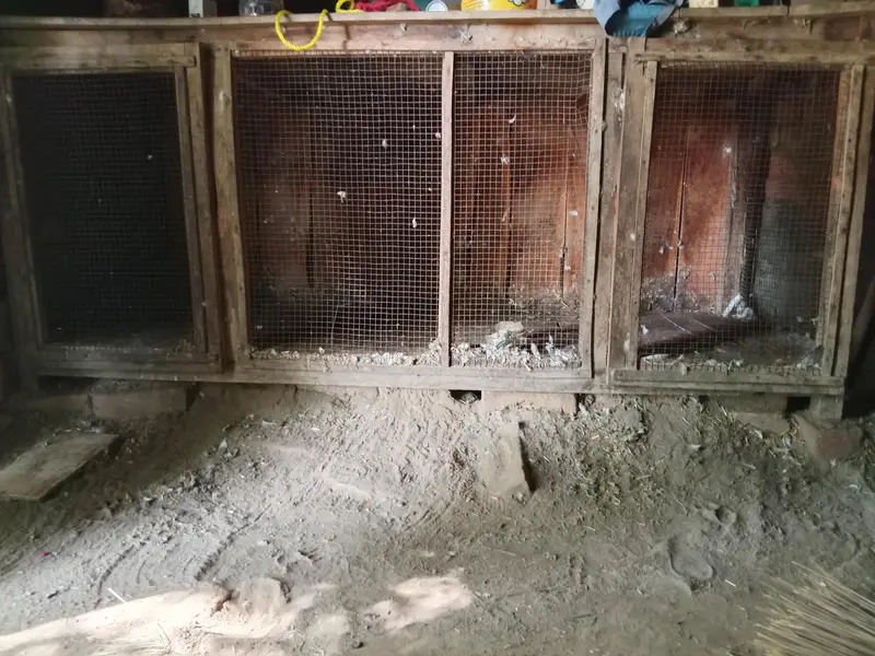 CAGE FOR PIGEONS  HENS AND PERROTS WITH 6 PAIR OF FANCY LAKKA PIGEON — photo 5