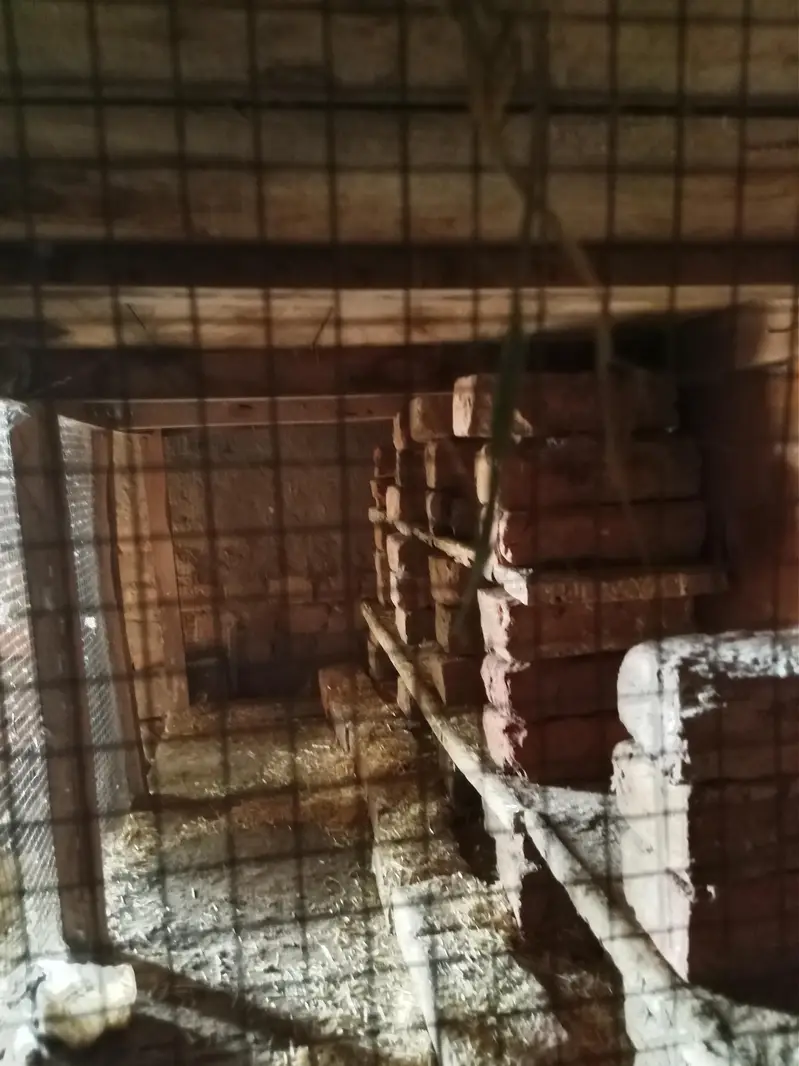 CAGE FOR PIGEONS  HENS AND PERROTS WITH 6 PAIR OF FANCY LAKKA PIGEON — photo 6