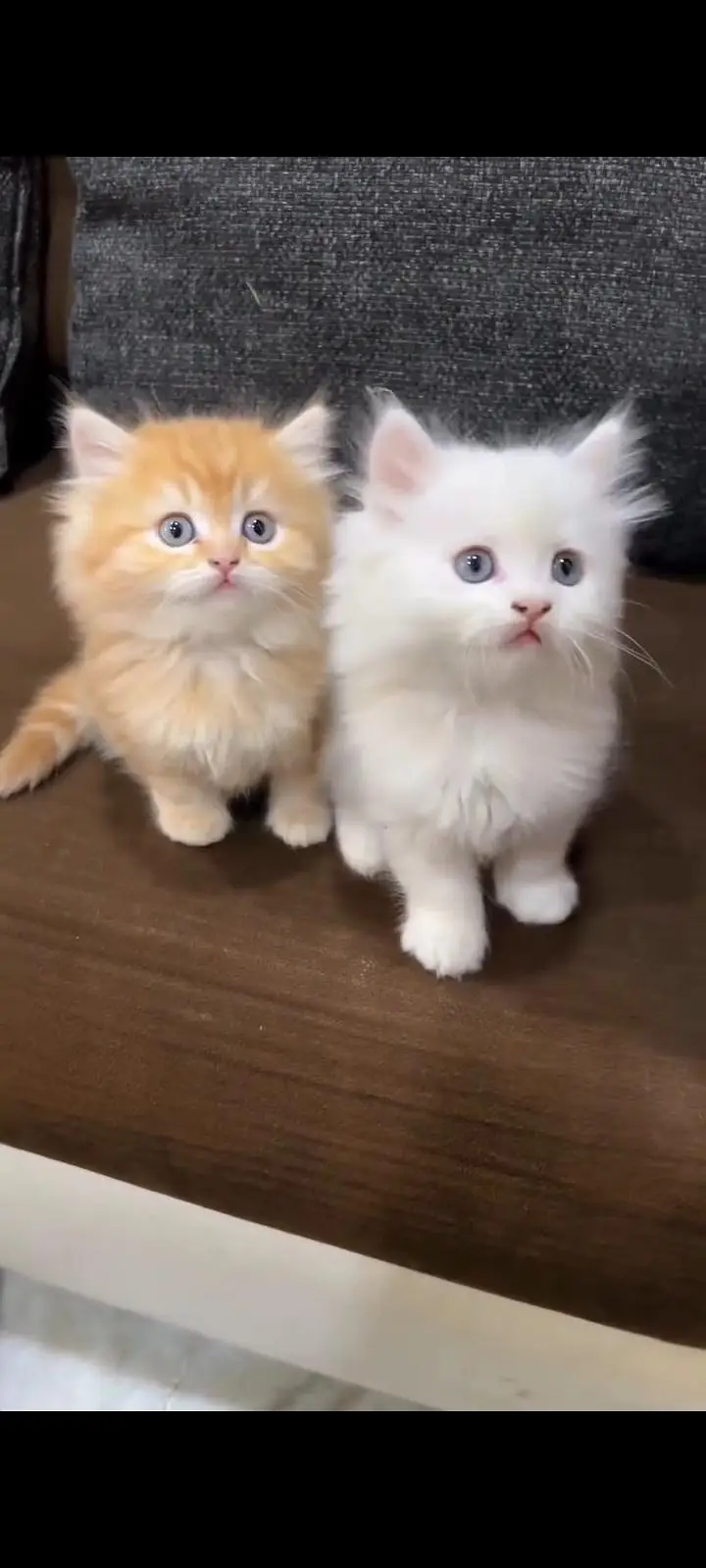 Persian kittens | triple coat | fluffy | 0327//64100//26 — photo 3