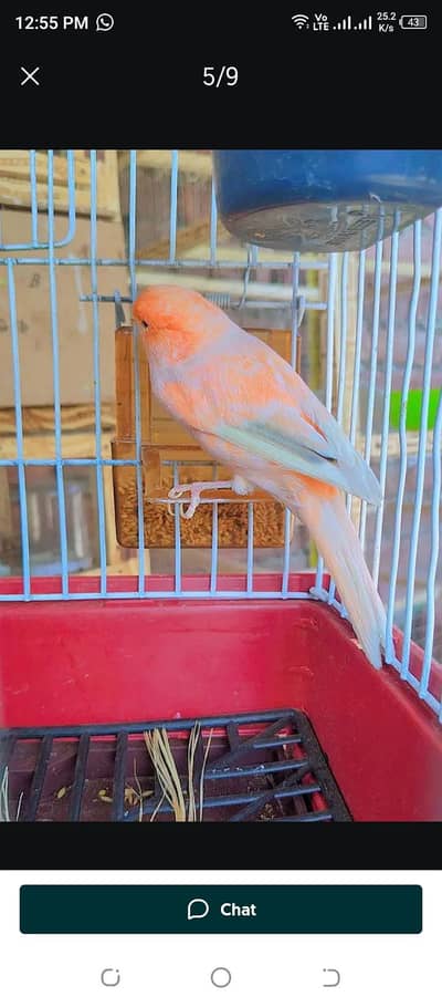 top quality canary breeder pair available