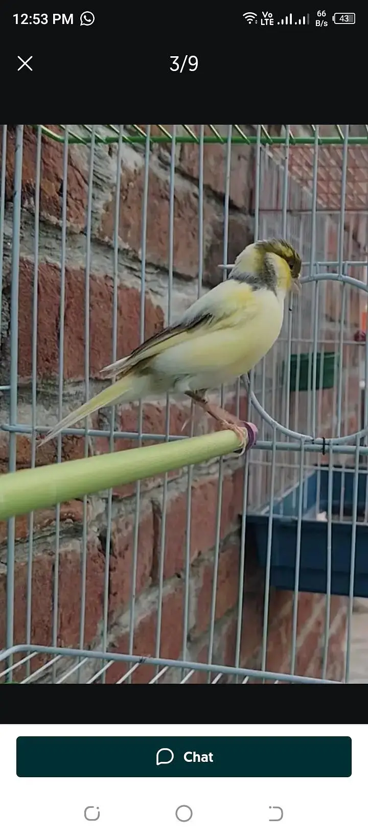 top quality canary breeder pair available — photo 2