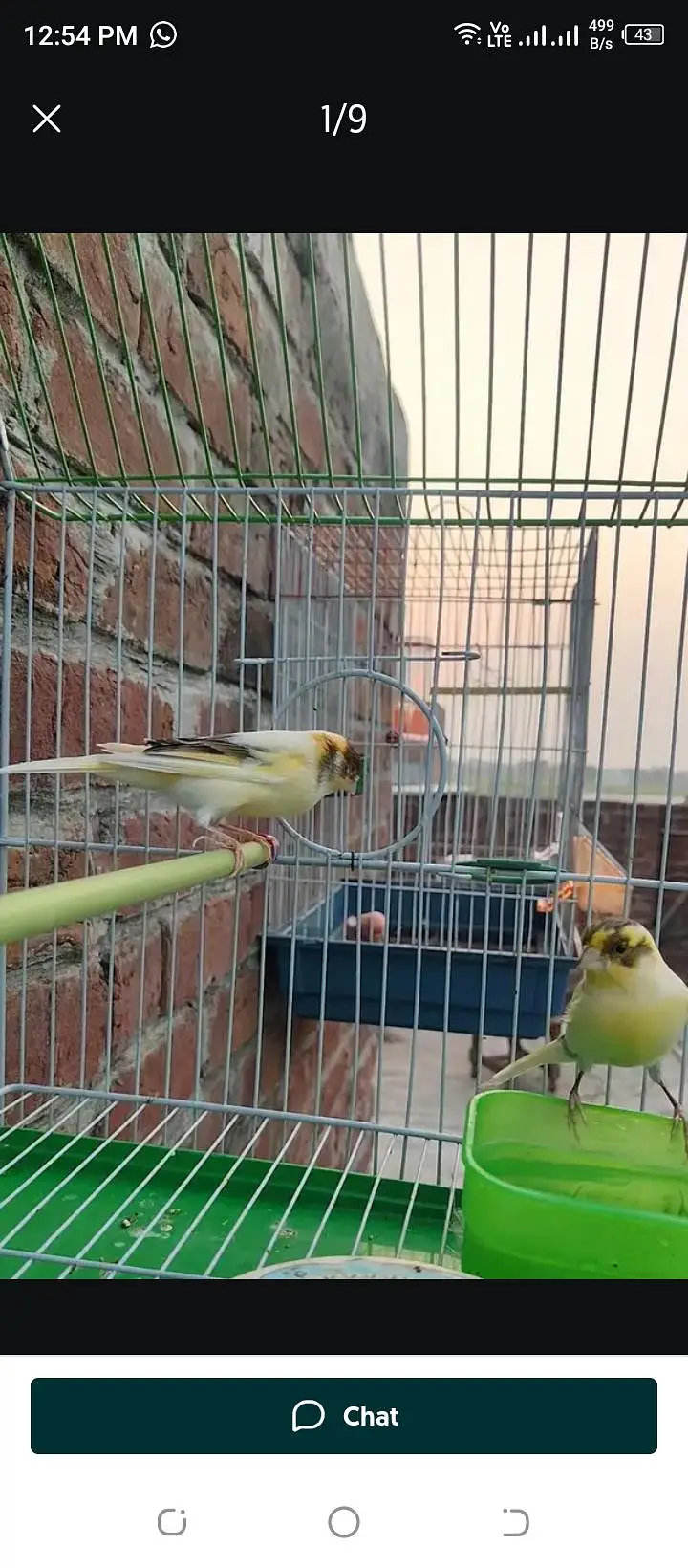 top quality canary breeder pair available — photo 3