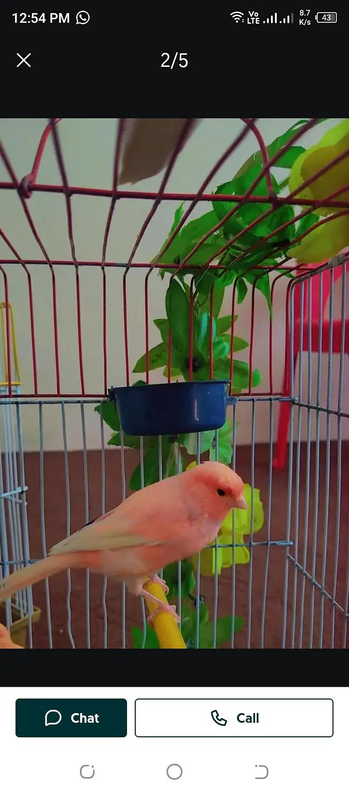top quality canary breeder pair available — photo 4