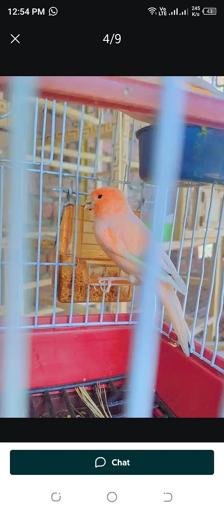 top quality canary breeder pair available — photo 5