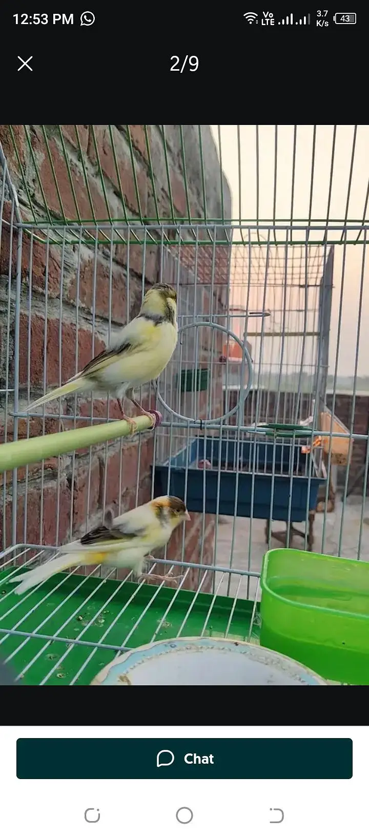top quality canary breeder pair available — photo 6
