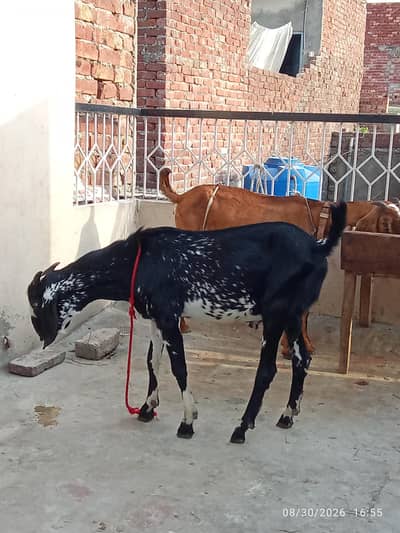 makhi cheena bakra for sale