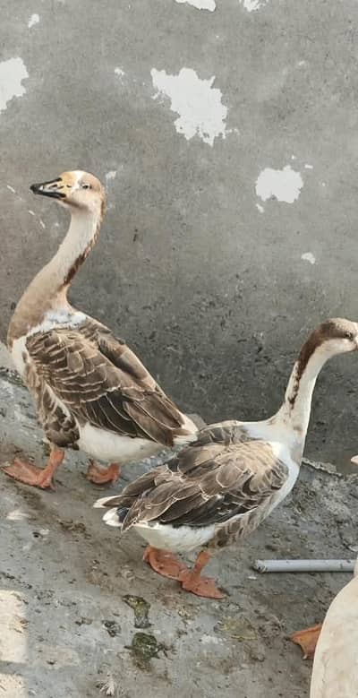Duck bouth payri