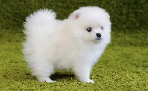 Pomeranian puppies 0330*540611*five