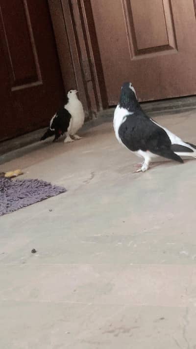 breeder pair he black cobra sherazi