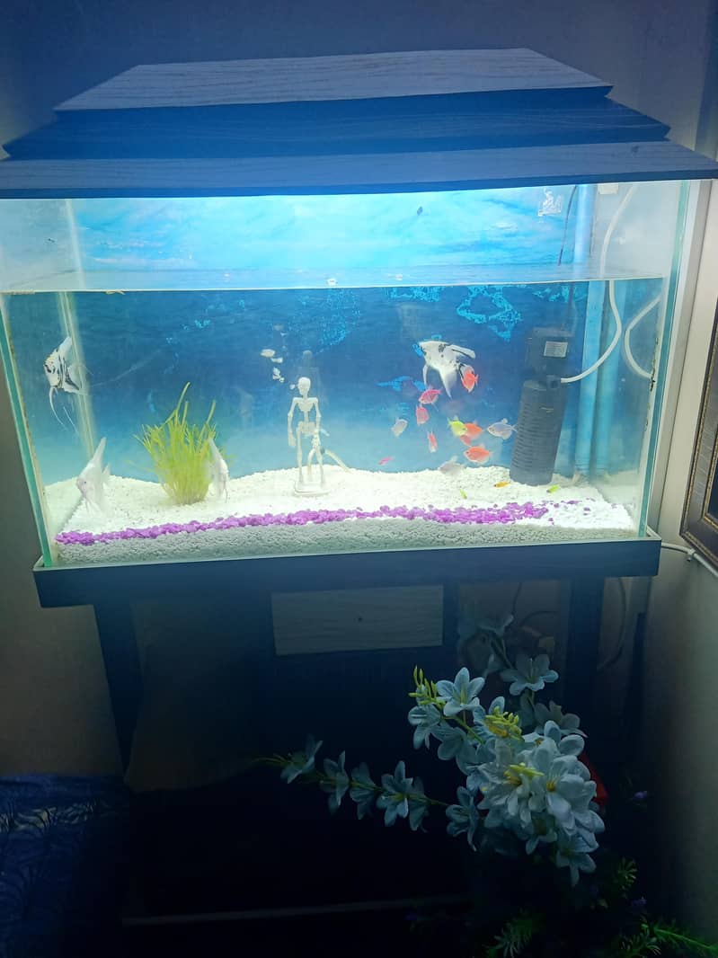 aquarium 1