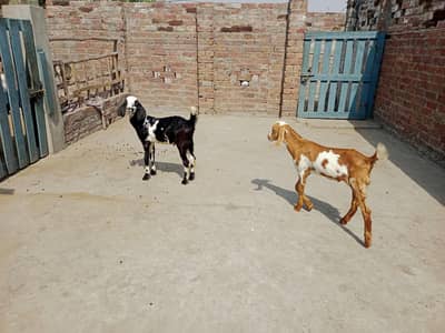 2 Bakry|Teddy Goat|Desi Goat|Dogly Bakry