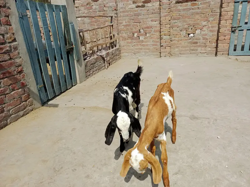 2 Bakry|Teddy Goat|Desi Goat|Dogly Bakry — photo 2