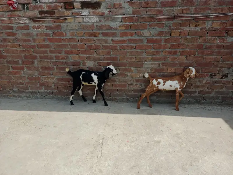 2 Bakry|Teddy Goat|Desi Goat|Dogly Bakry — photo 3