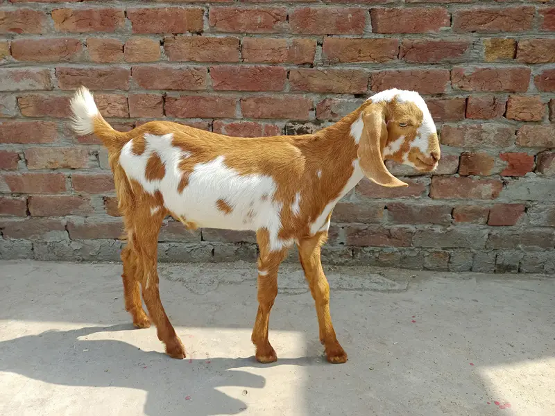 2 Bakry|Teddy Goat|Desi Goat|Dogly Bakry — photo 4