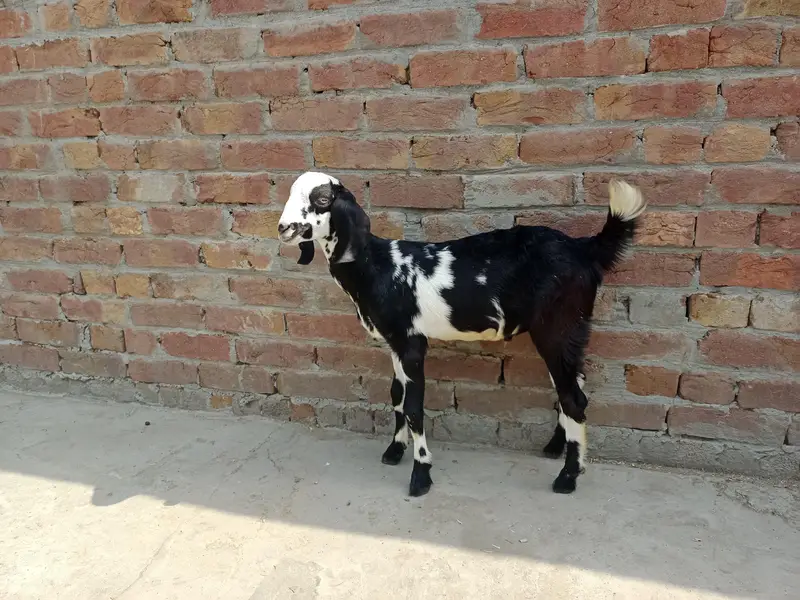 2 Bakry|Teddy Goat|Desi Goat|Dogly Bakry — photo 5