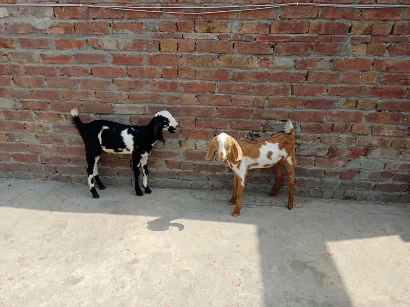 2 Bakry|Teddy Goat|Desi Goat|Dogly Bakry — photo 6