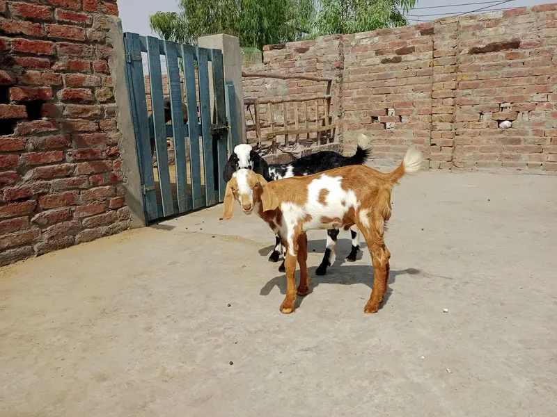 2 Bakry|Teddy Goat|Desi Goat|Dogly Bakry — photo 7