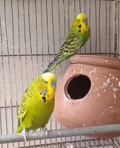 Under Exhibition Male