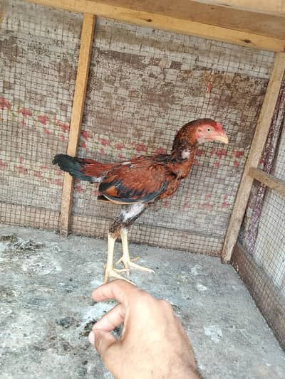 03025078746 what's up number