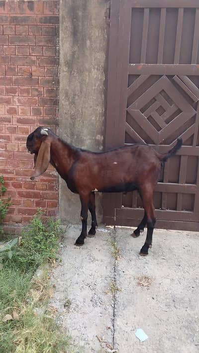 nagra bital male bredar