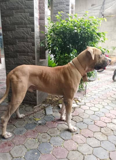 bully dog for stud