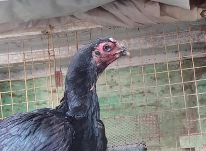 Trad pakoye female for sale age 2 year whatapp number 03174305441