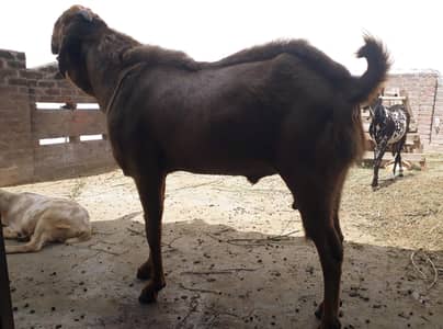 mini goat form for sell  hai sialkot main total 34 janwar hain
