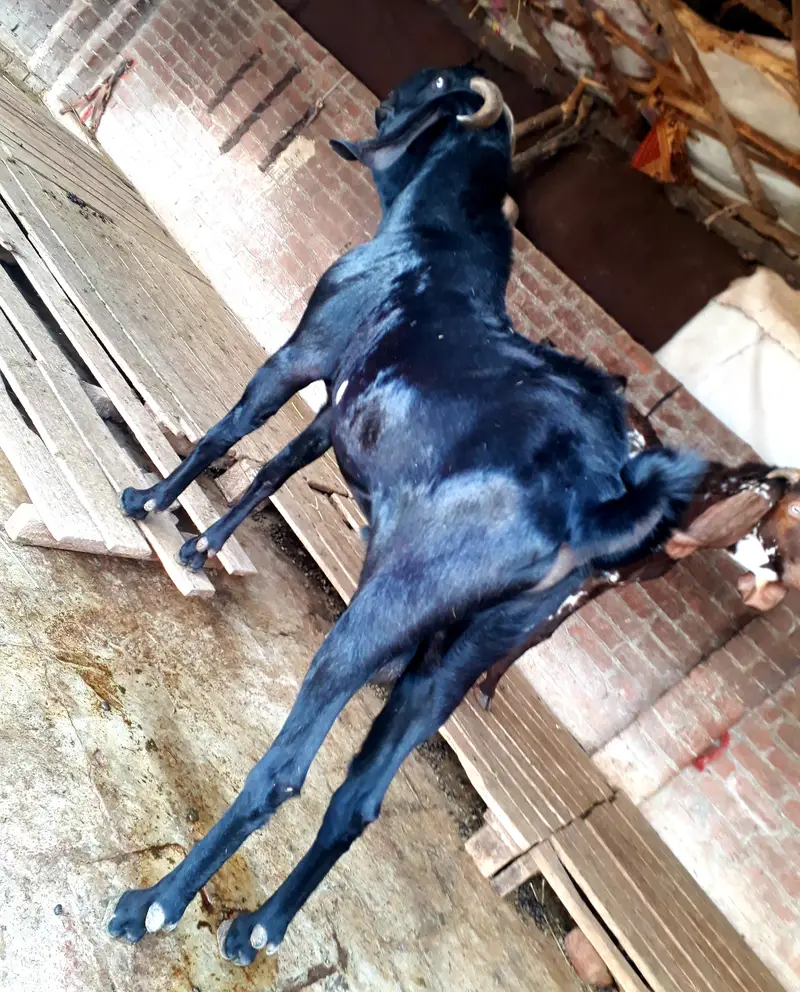 mini goat form for sell  hai sialkot main total 34 janwar hain — photo 2