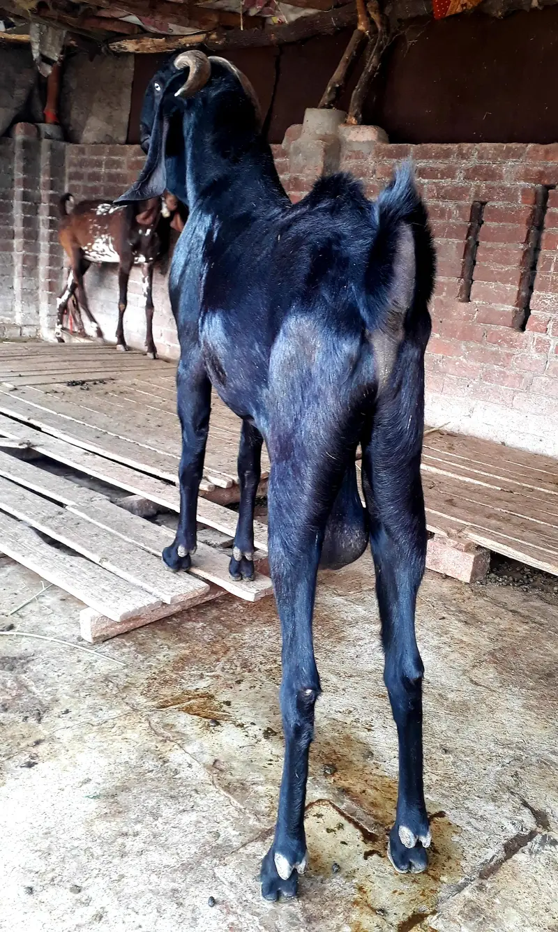 mini goat form for sell  hai sialkot main total 34 janwar hain — photo 3