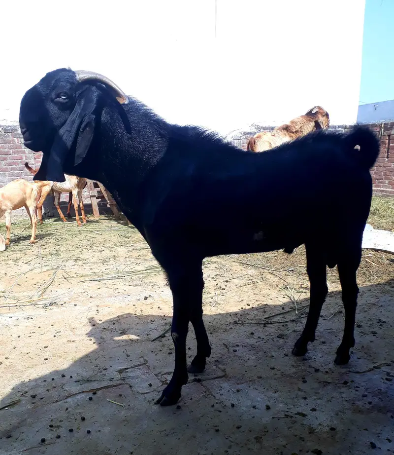 mini goat form for sell  hai sialkot main total 34 janwar hain — photo 4