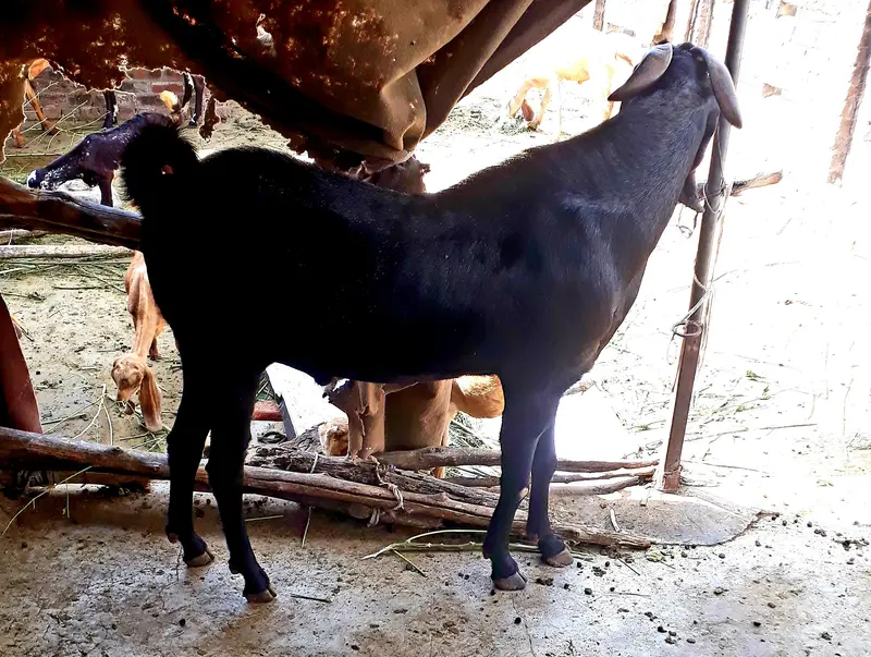 mini goat form for sell  hai sialkot main total 34 janwar hain — photo 5