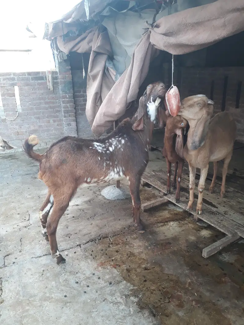 mini goat form for sell  hai sialkot main total 34 janwar hain — photo 7