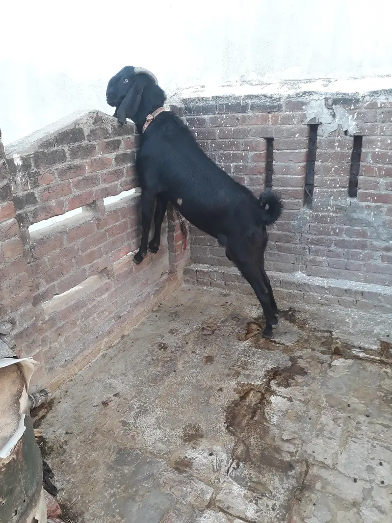 mini goat form for sell  hai sialkot main total 34 janwar hain — photo 8