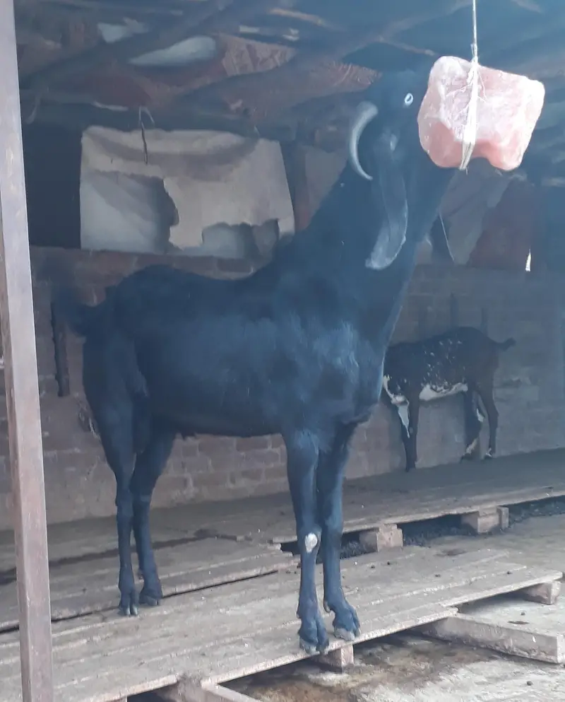 mini goat form for sell  hai sialkot main total 34 janwar hain — photo 9