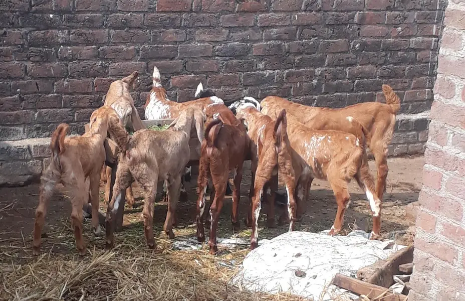 mini goat form for sell  hai sialkot main total 34 janwar hain — photo 10
