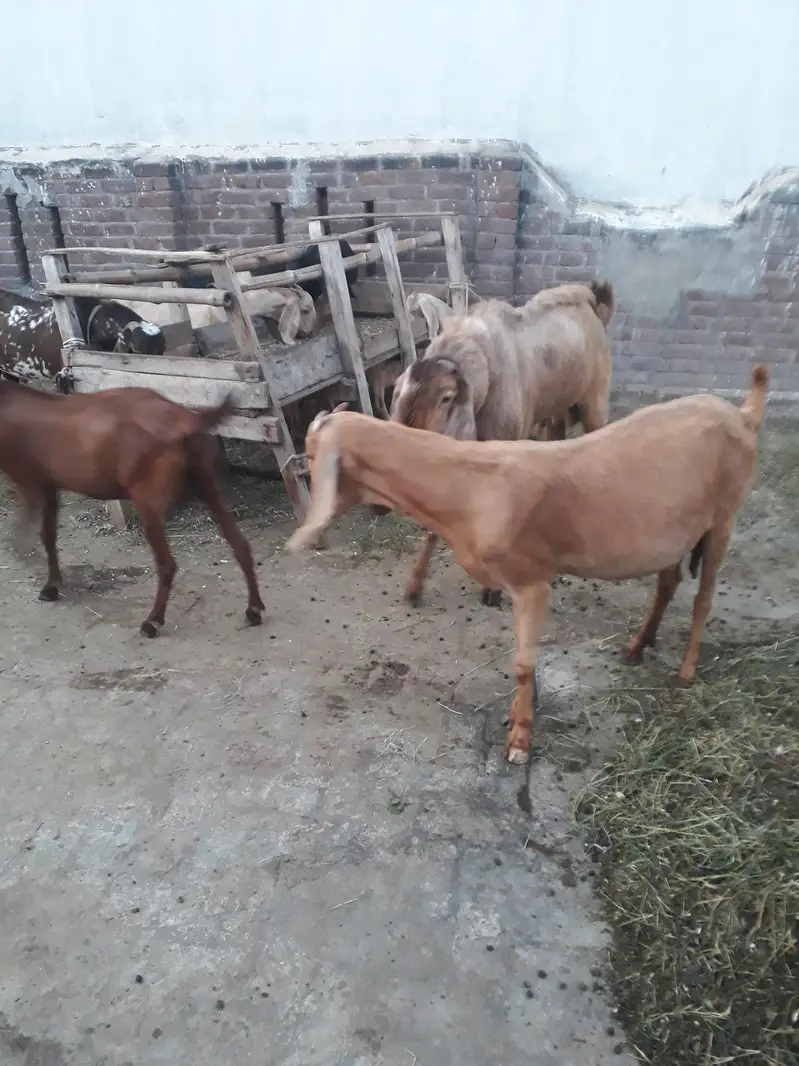 mini goat form for sell  hai sialkot main total 34 janwar hain — photo 11