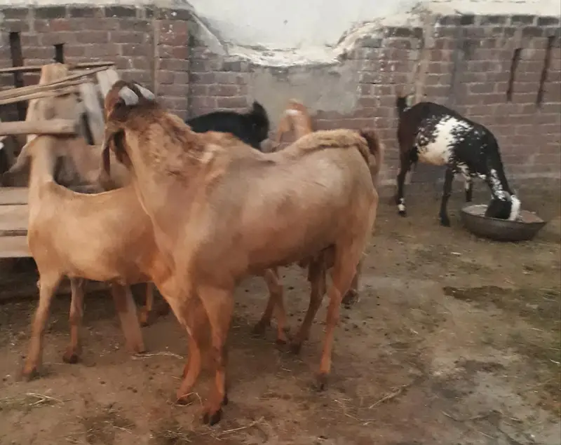 mini goat form for sell  hai sialkot main total 34 janwar hain — photo 12