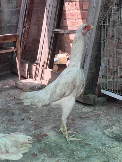Thai pokoya O Shamo pathya Murga Aseelchicks pathi Punas, Burmi,Dragon
