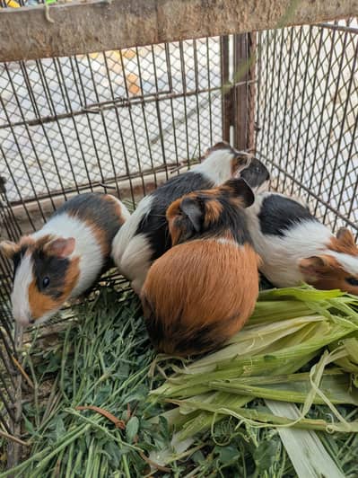 guinea pigs 2 pear