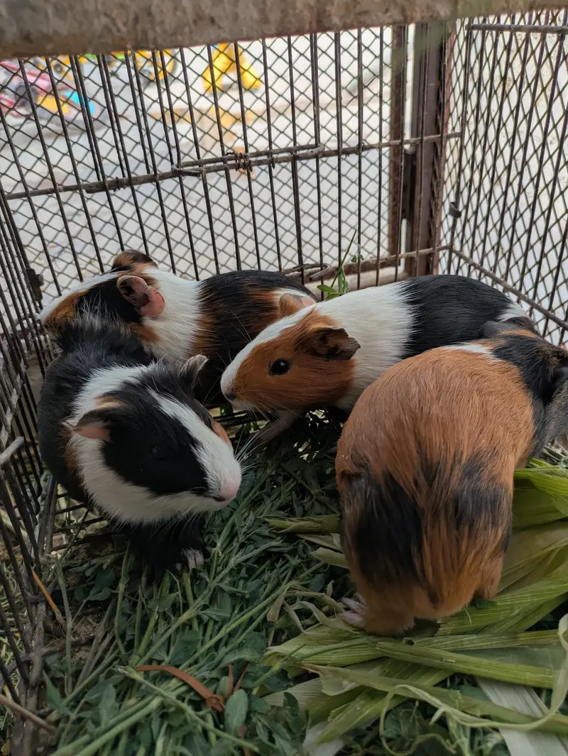 guinea pigs 2 pear — photo 3