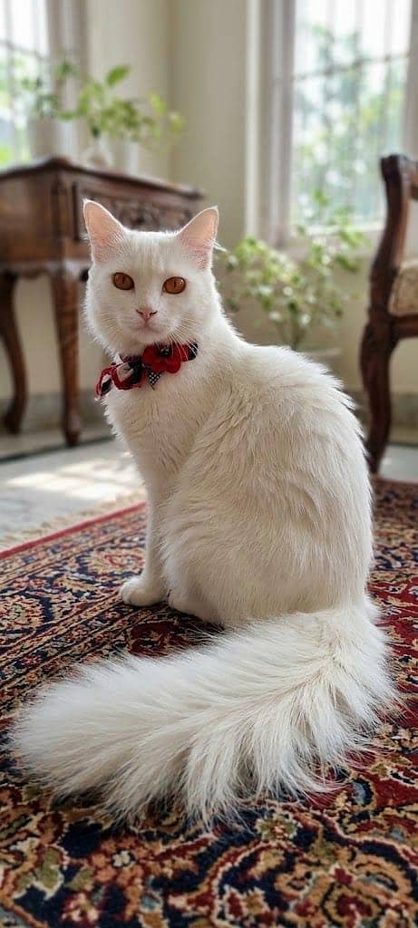 Persian cat 3