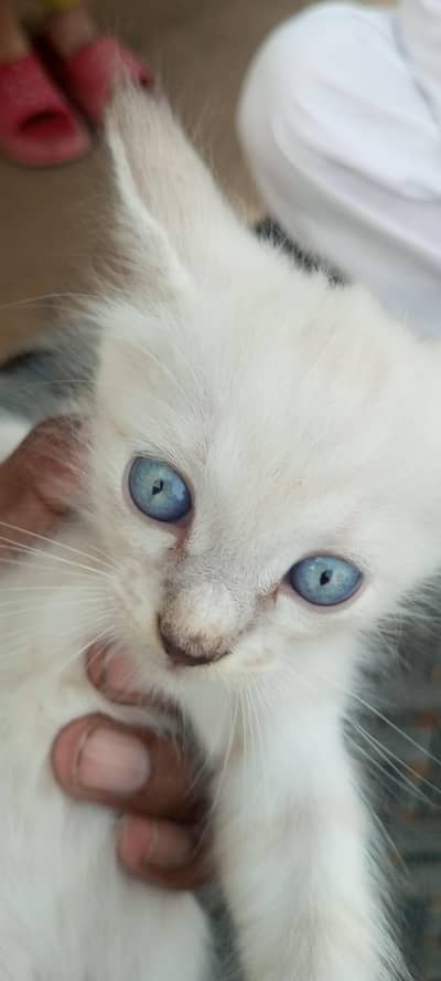 Domestic Short Hair