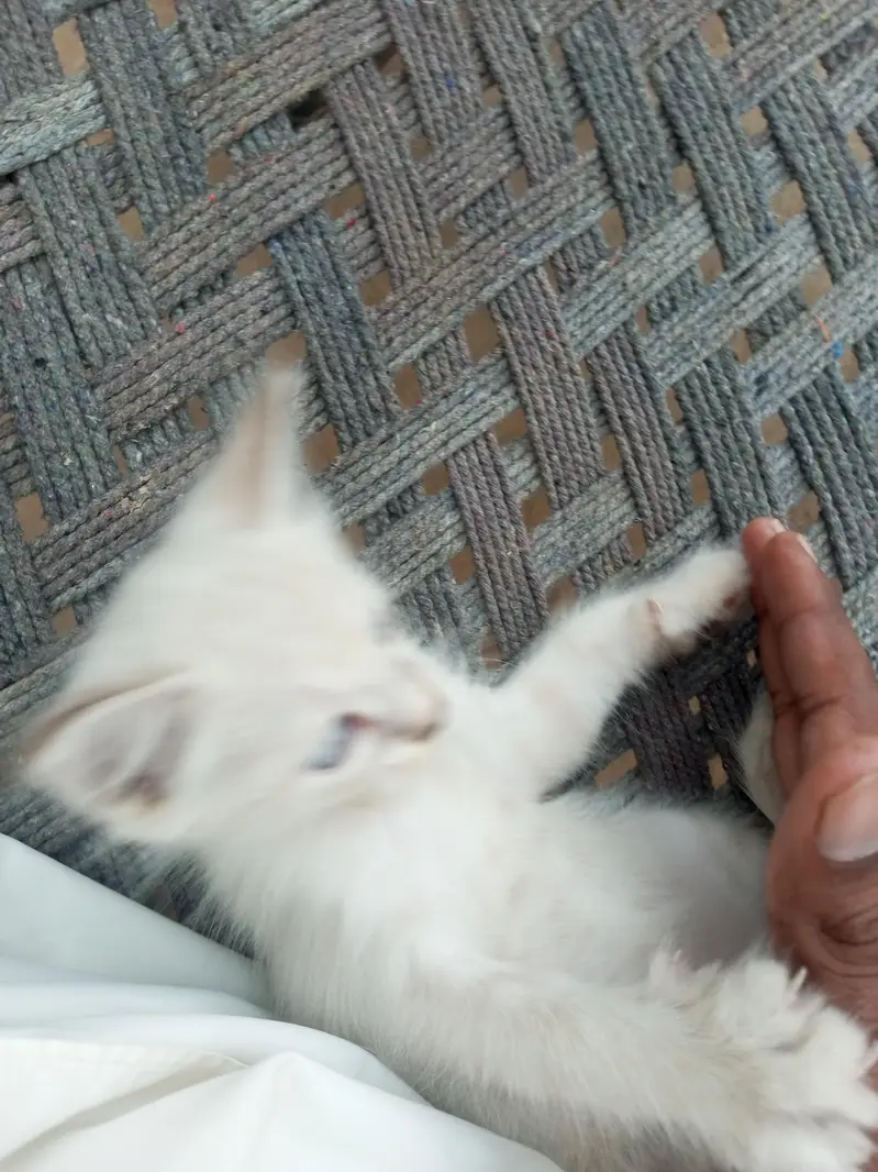 Domestic Short Hair — photo 2