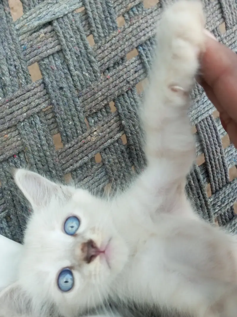 Domestic Short Hair — photo 3