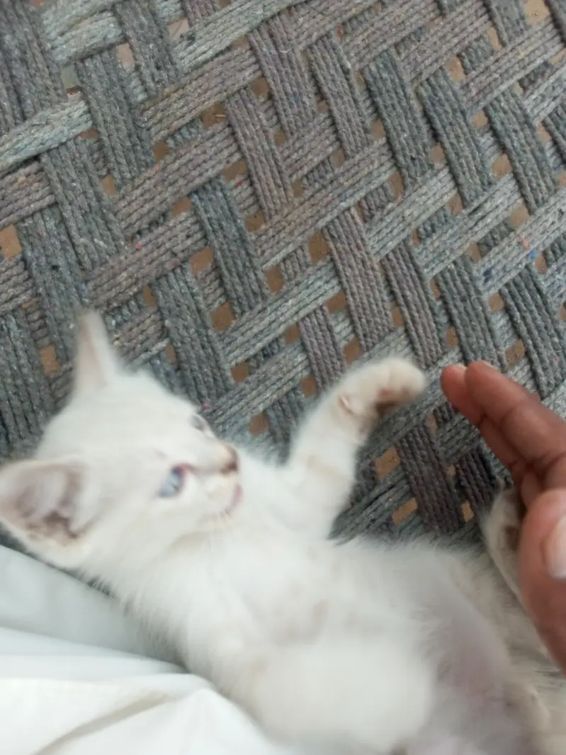 Domestic Short Hair — photo 4