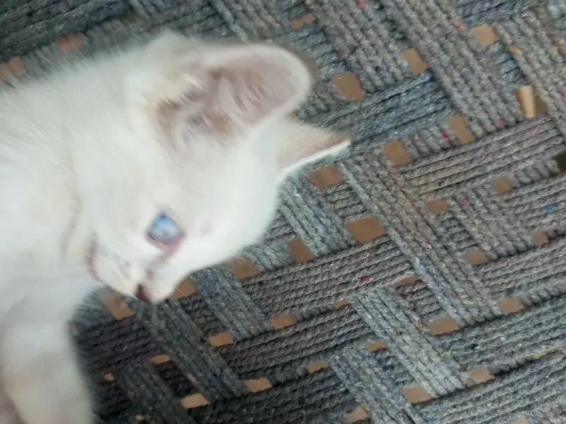 Domestic Short Hair — photo 6