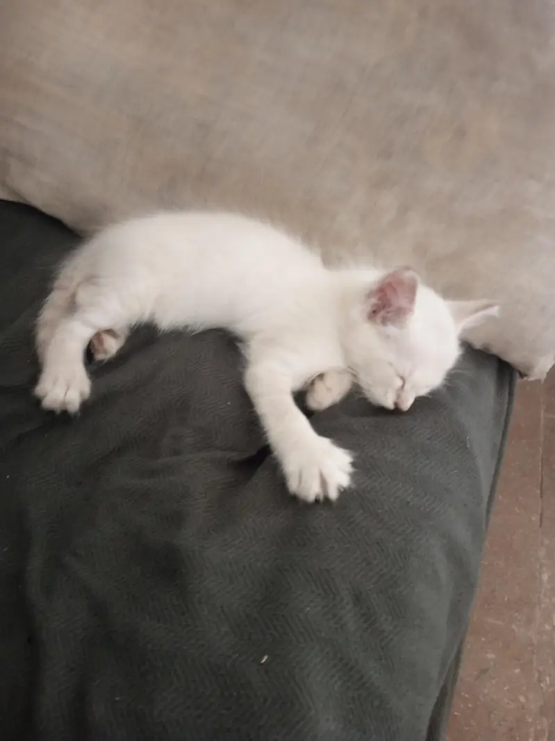 Domestic Short Hair — photo 7