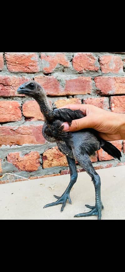 Pure Dragon chicks 100%