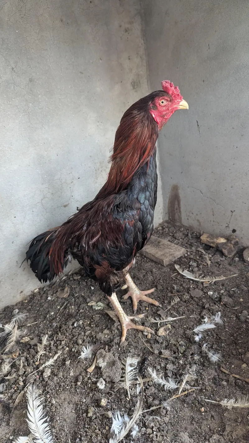 LAKHA ASEEL MALE — photo 2